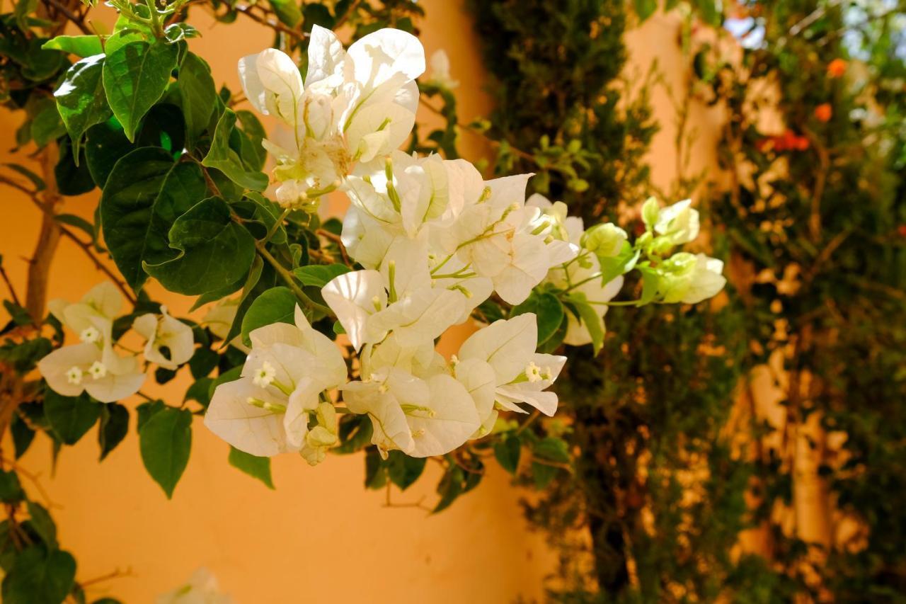 Dar Iziki Hostel Sidi Kaouki Εξωτερικό φωτογραφία